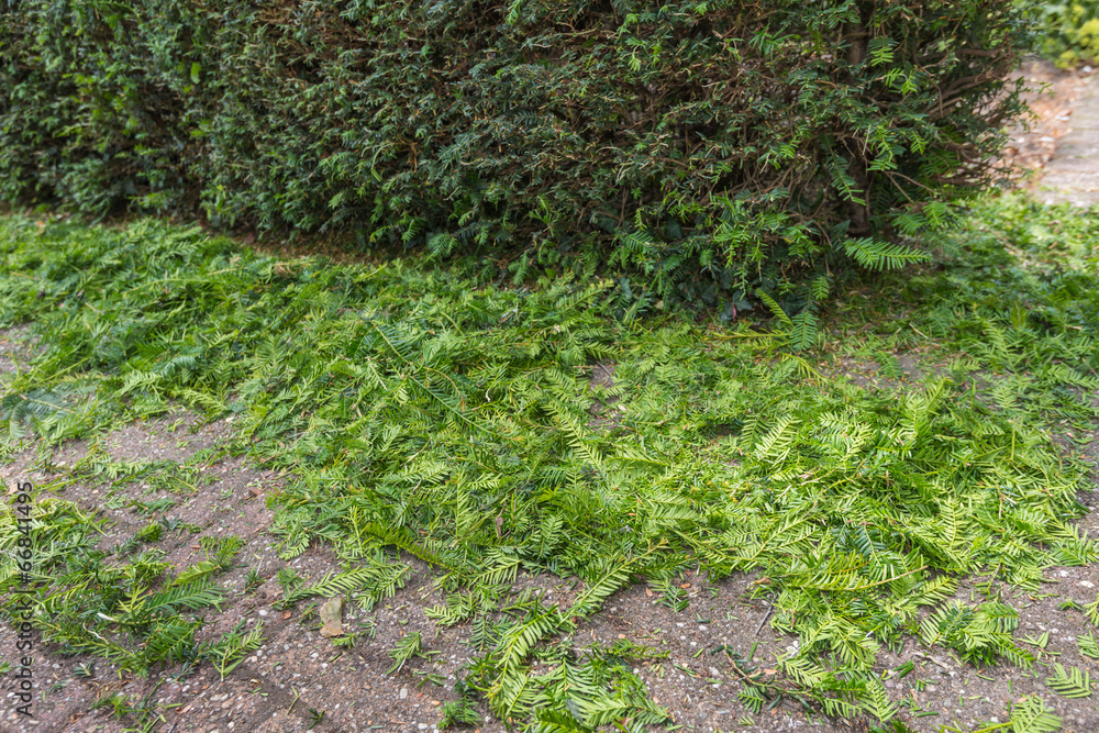 Pruning cuts from a Taxus Baccata or European Yew hedge Pruning cuts from a Taxus Baccata or European Yew hedge