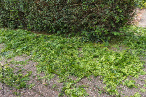 Pruning cuts from a Taxus Baccata or European Yew hedge © Ruud Morijn