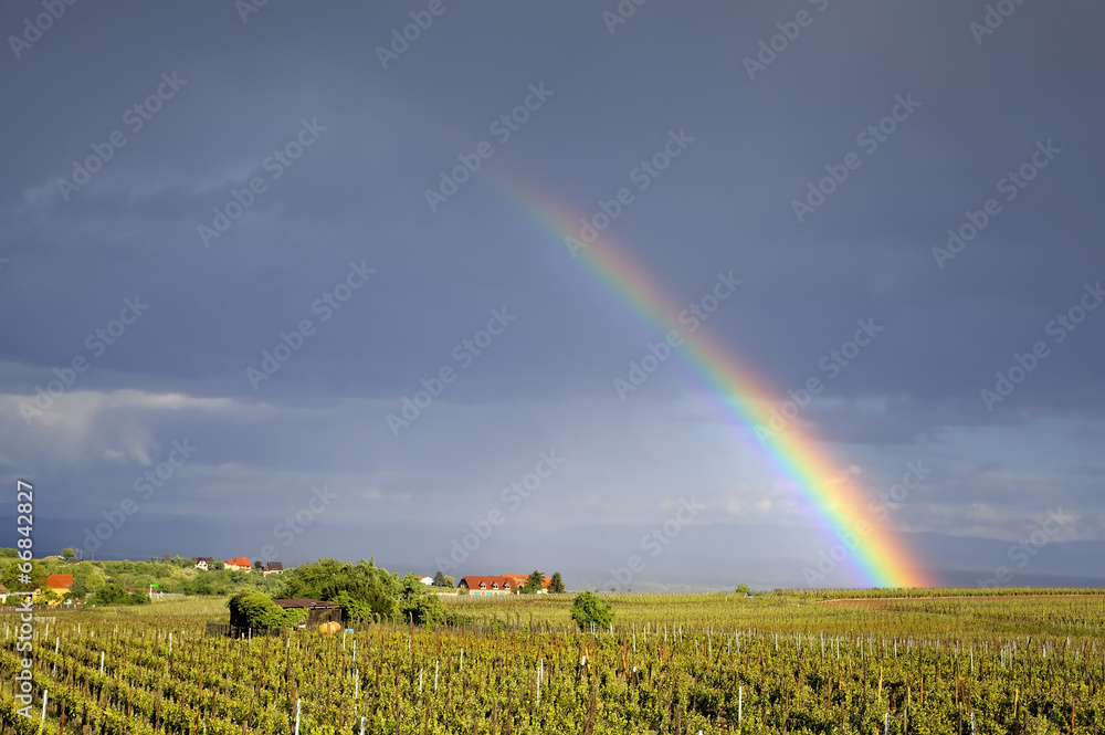 Rainbow over vineyards field. Riquewihr, Alsace, France