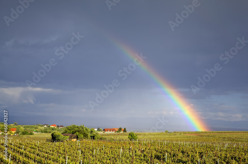 Rainbow over vineyards field. Riquewihr, Alsace, France