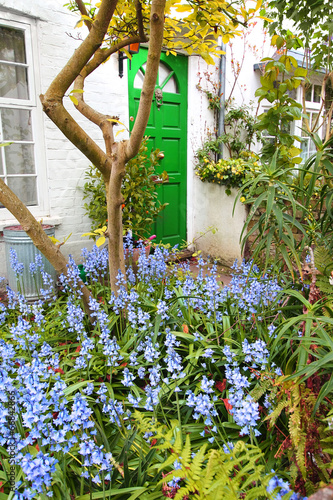 Beautiful bluebells garden in front of the house
