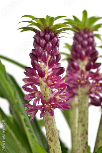 Fototapeta Naklejka Na Ścianę i Meble -  Eucomis 'Aloha Lily Leia'
