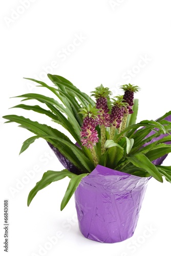 Fototapeta Naklejka Na Ścianę i Meble -  Eucomis 'Aloha Lily Leia'