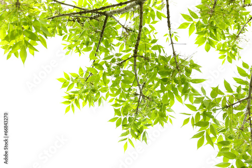 Beautiful spring leaves on tree, outdoors