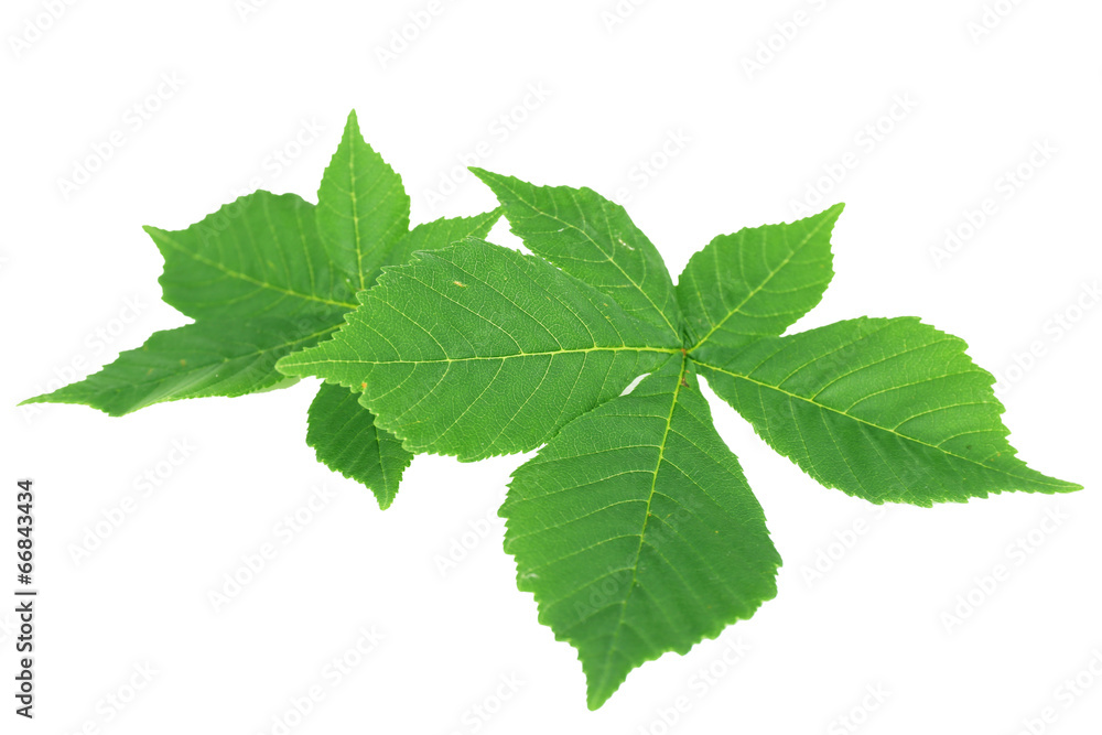Green leaves isolated on white Green leaves isolated on white