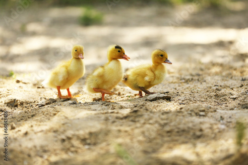 Canvas-taulu Little cute ducklings on sand, outdoors