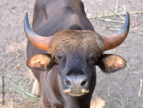 gaur head