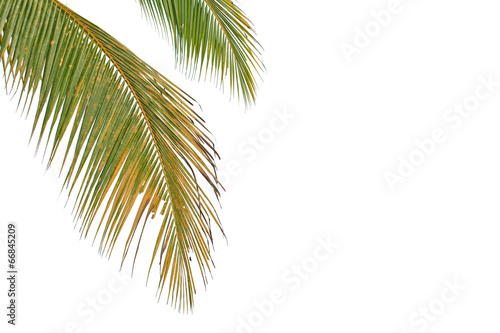 coconut leaf