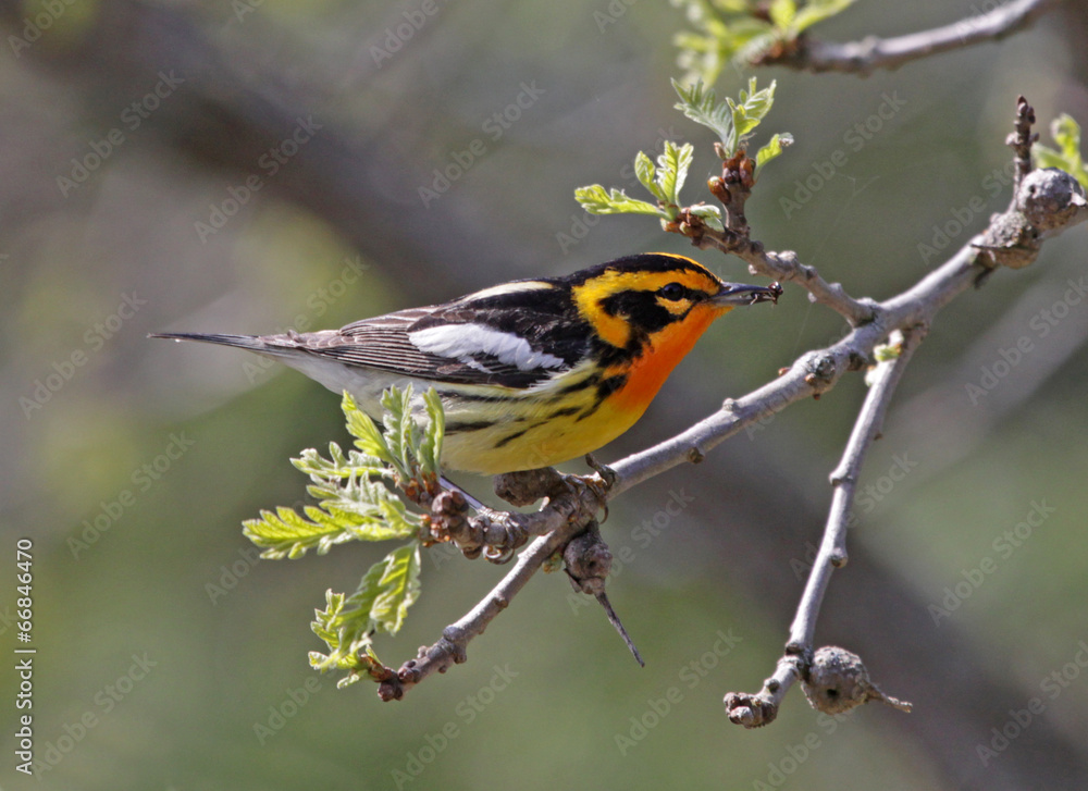 Blackburnian Warbler Blackburnian Warbler