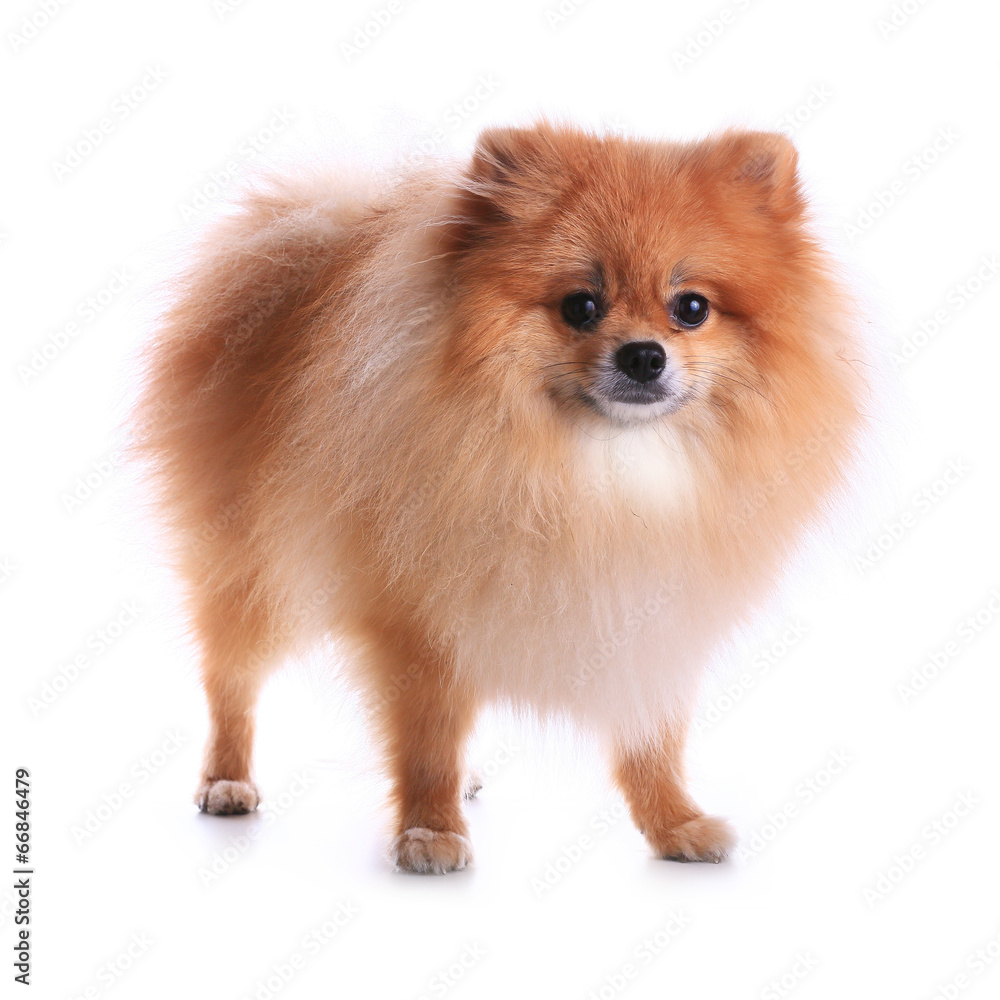pomeranian dog pomeranian dog