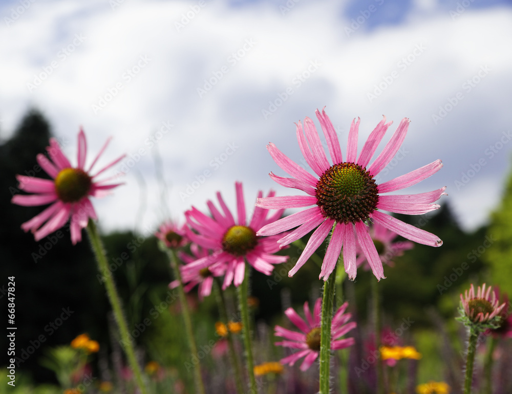 Obraz premium Drei Sonnenhut Blüten