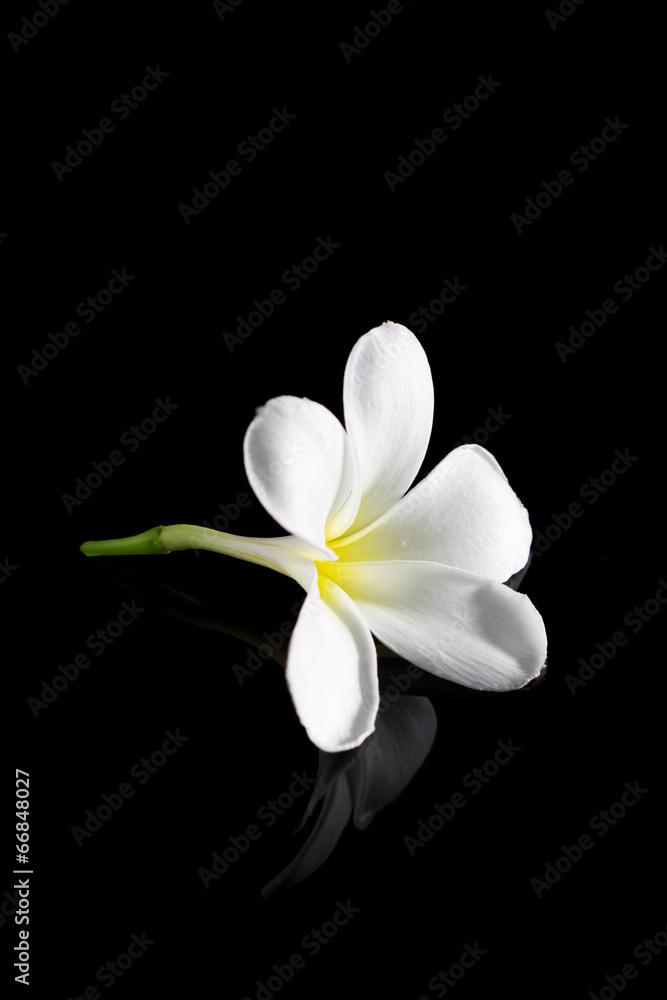Naklejka premium frangipani flower isolated on black background