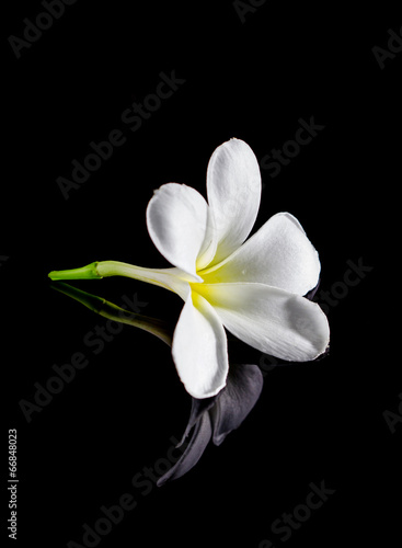 Fototapeta Naklejka Na Ścianę i Meble -  frangipani flower isolated on black background