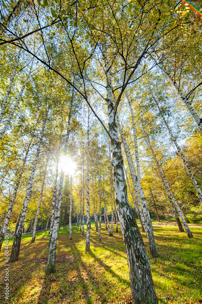 Fototapeta premium trees in park