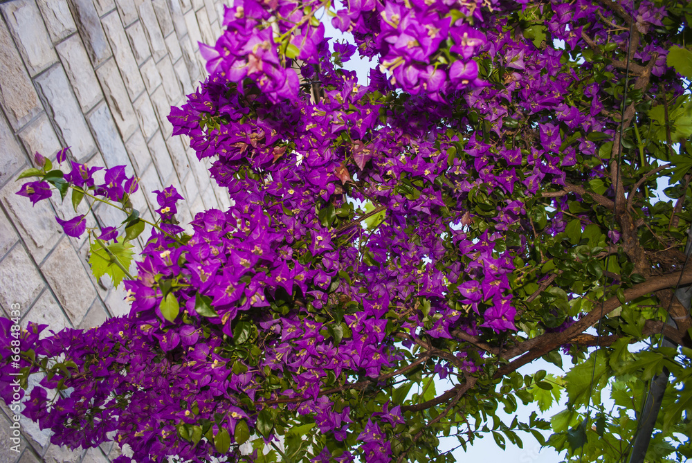 Bougainvillea Bougainvillea
