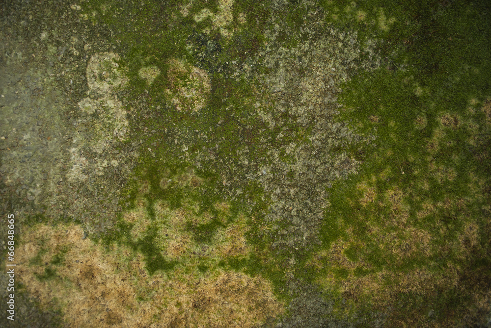 Moss on the Wall Moss on the Wall