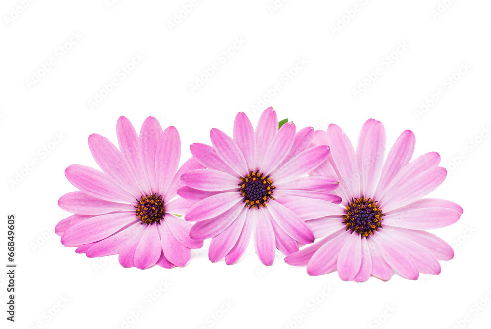 White and Pink Osteospermum Daisy or Cape Daisy Flower