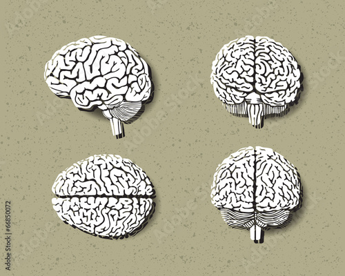 set of human brain.