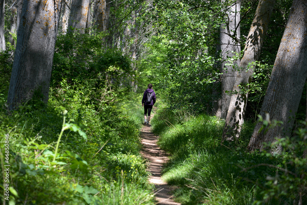 Foto Stock mujer caminando por un camino entre arboles en el bosque | Adobe  Stock