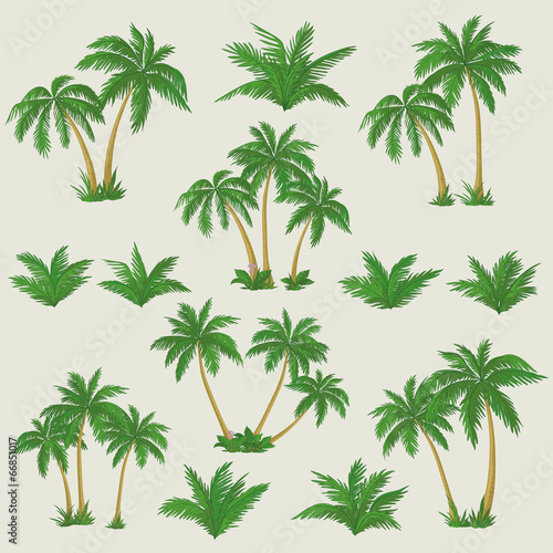 Tropical palm trees set