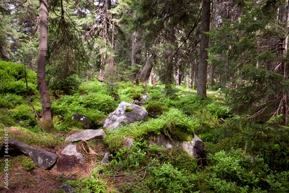 Old forest in the mountain - stones, moss and pine trees. Old forest in the mountain - stones, moss and pine trees.