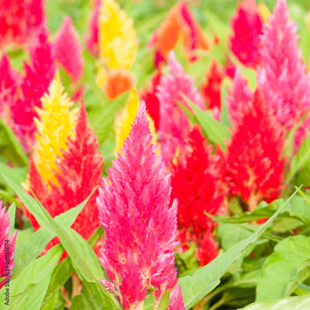 Celosia flowers Celosia flowers