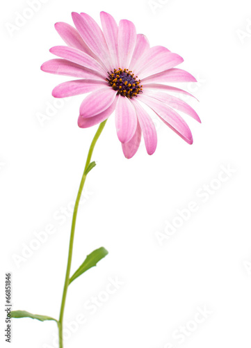 Fototapeta Naklejka Na Ścianę i Meble -  White and Pink Osteospermum Daisy or Cape Daisy Flower