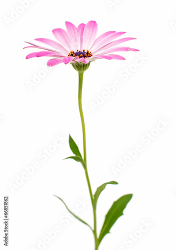 Fototapeta Naklejka Na Ścianę i Meble -  White and Pink Osteospermum Daisy or Cape Daisy Flower