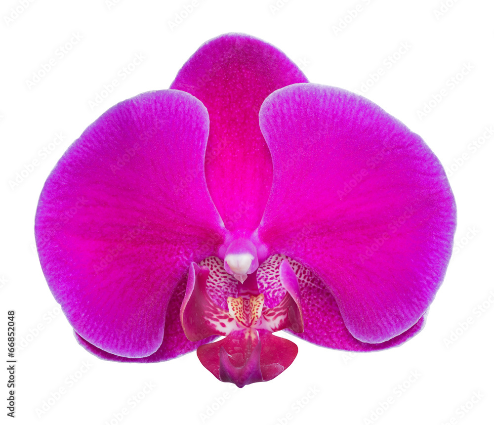 Fototapeta premium large dark pink orchid flower on white