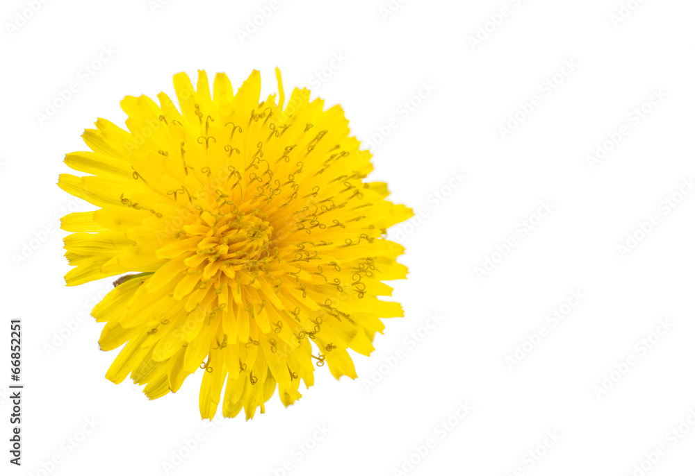 dandelion flower isolated dandelion flower isolated