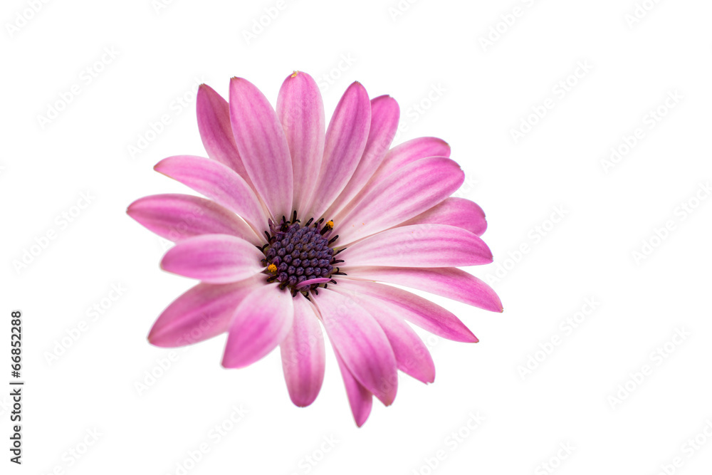 White and Pink Osteospermum Daisy or Cape Daisy Flower