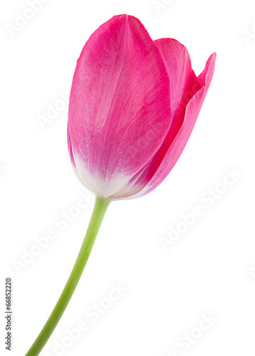 Pink tulip isolated