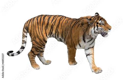 isolated on white large tiger
