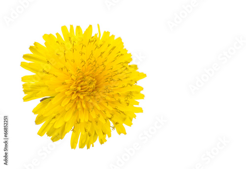 dandelion flower isolated