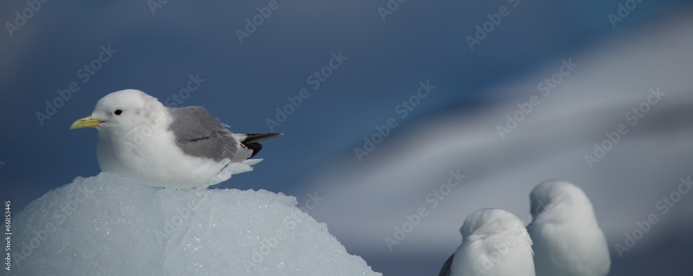 Kittiwake nesting on ice beside two others Kittiwake nesting on ice beside two others