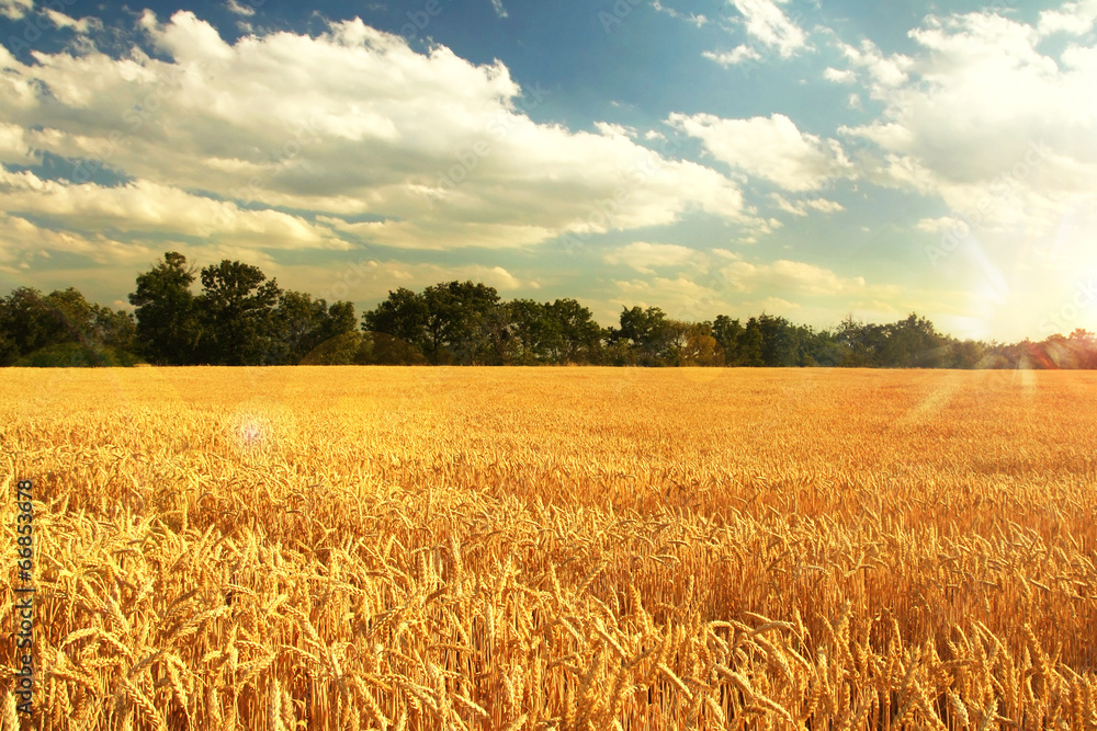 wheat field sunset
