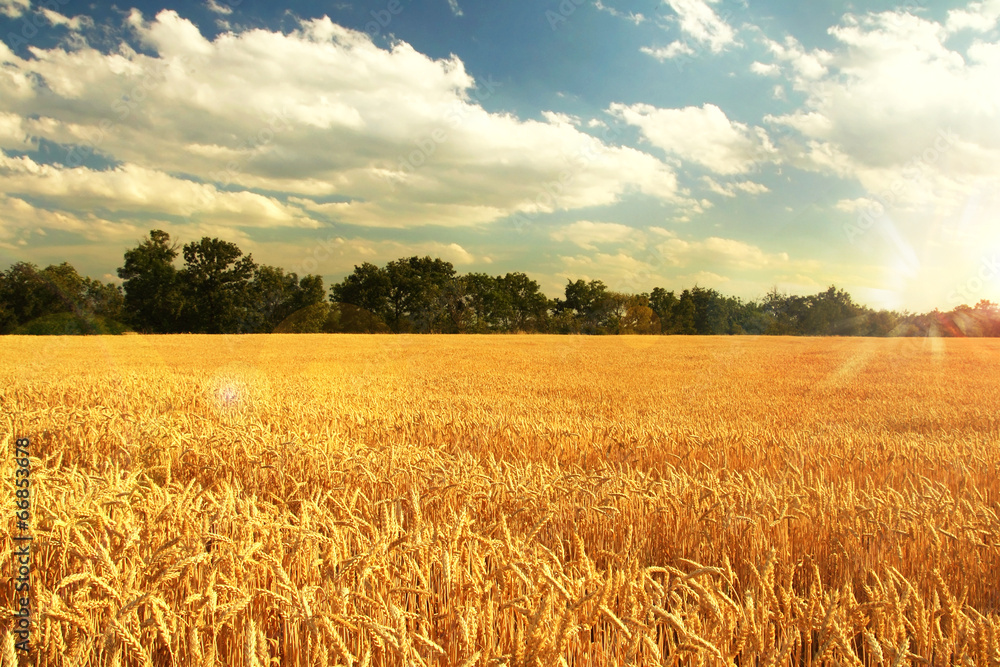 Naklejka premium wheat field sunset