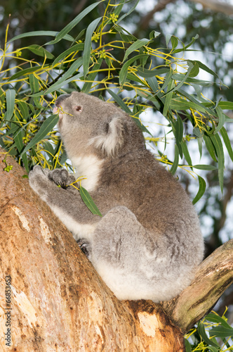 Fototapeta Naklejka Na Ścianę i Meble -  Koala in tree Portrait