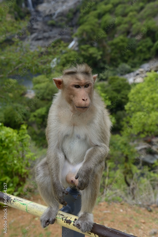 Fototapeta premium Indien, Hogenakkal Falls