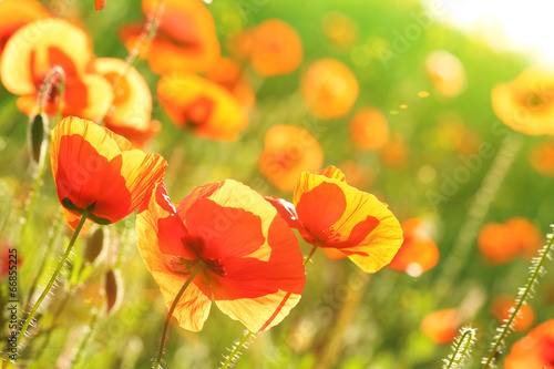 Fototapeta Naklejka Na Ścianę i Meble -  Meadow with beautiful bright red poppy flowers in spring