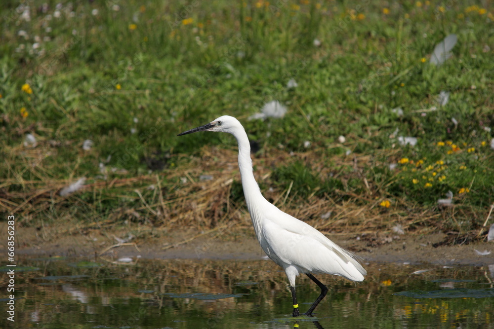 Aigrette garzette (egretta garzeta) Aigrette garzette (egretta garzeta)