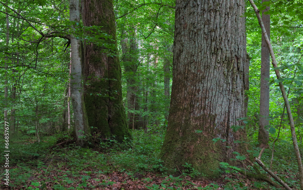 Fototapeta premium Monumental oak trees of Bialowieza Forest