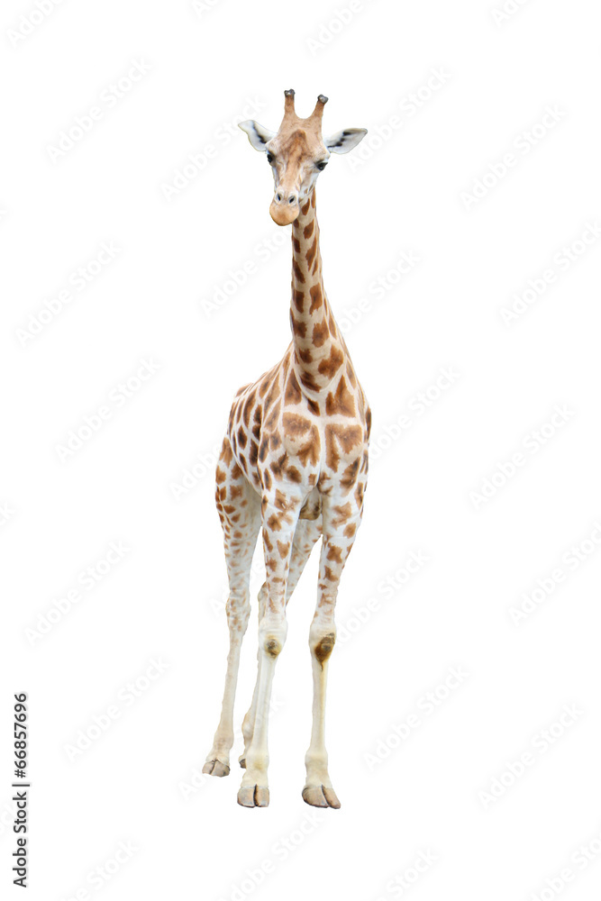 Fototapeta premium Isolated reticulated giraffe