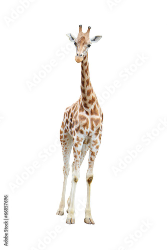 Isolated reticulated giraffe