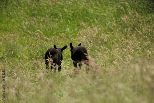 lambs twin in tall grass © rhorex