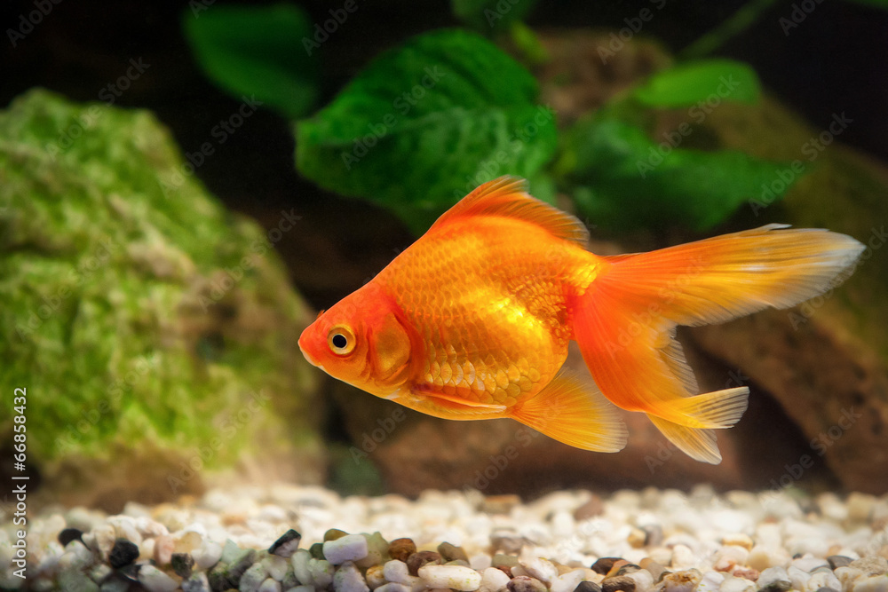 Goldfish in aquarium with green plants, and stones Goldfish in aquarium with green plants, and stones