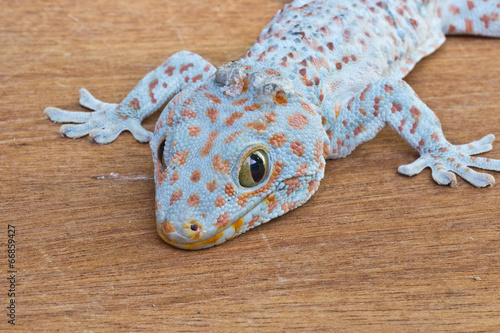 Closeup of gecko on the wood wall