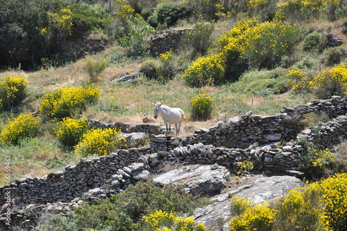 Sifnos - cyclades - randonnée photo