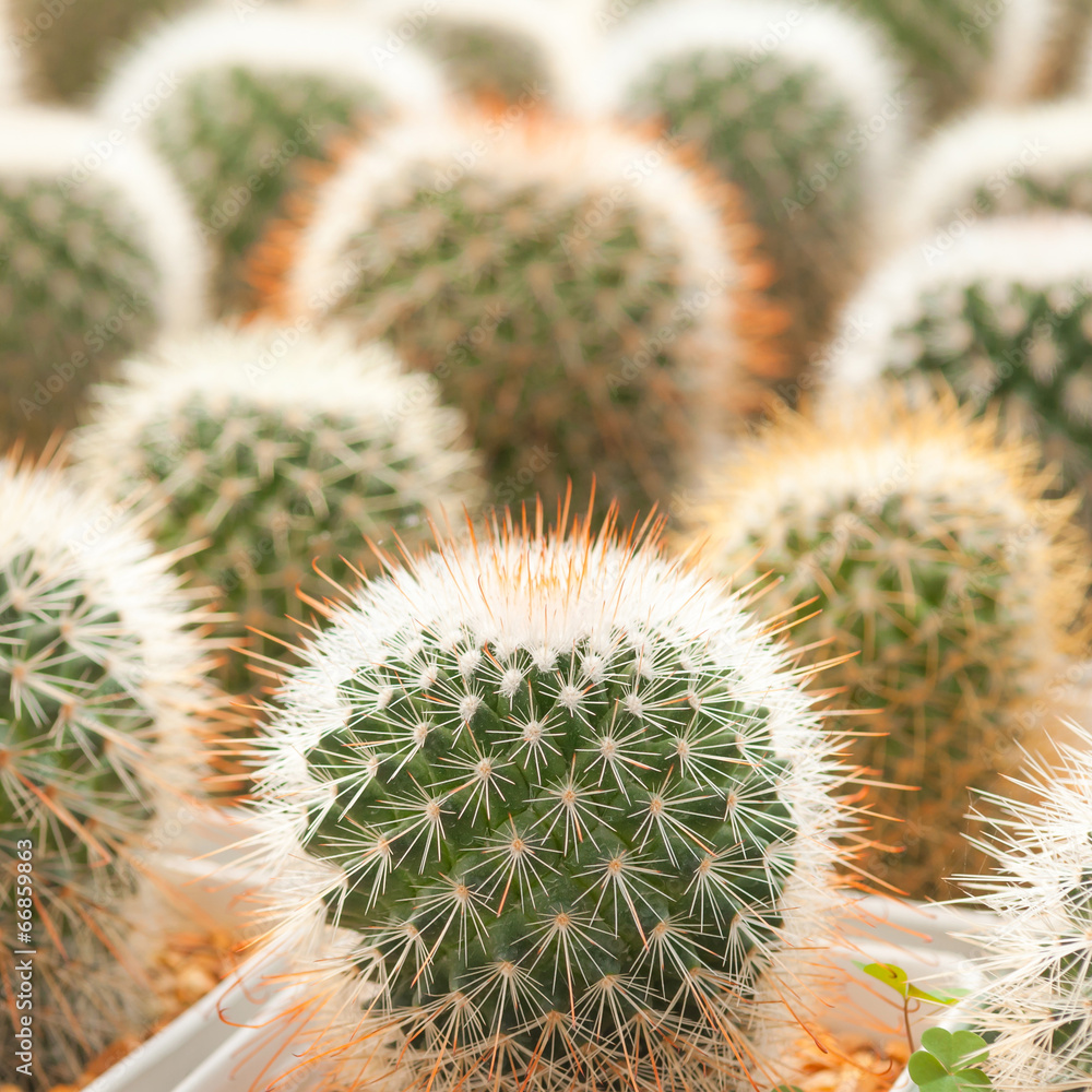 Cactus Cactus