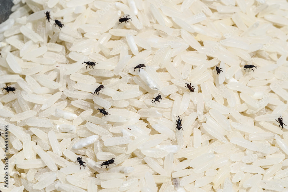 Weevil destroys rice